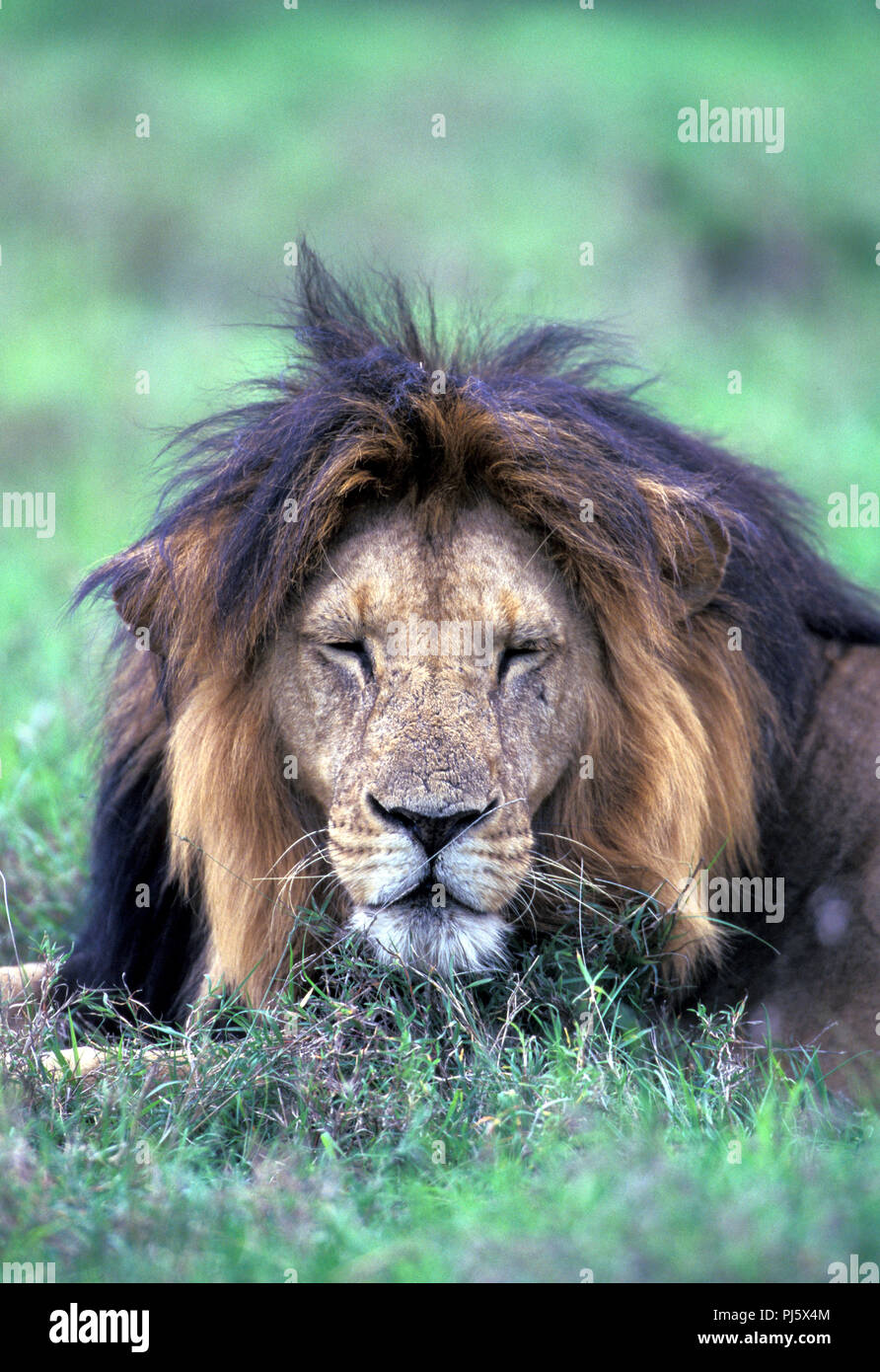 NOT 1099147 male AFRICAN LION MASAI MARA GAME RESERVE KENYA Stock Photo ...