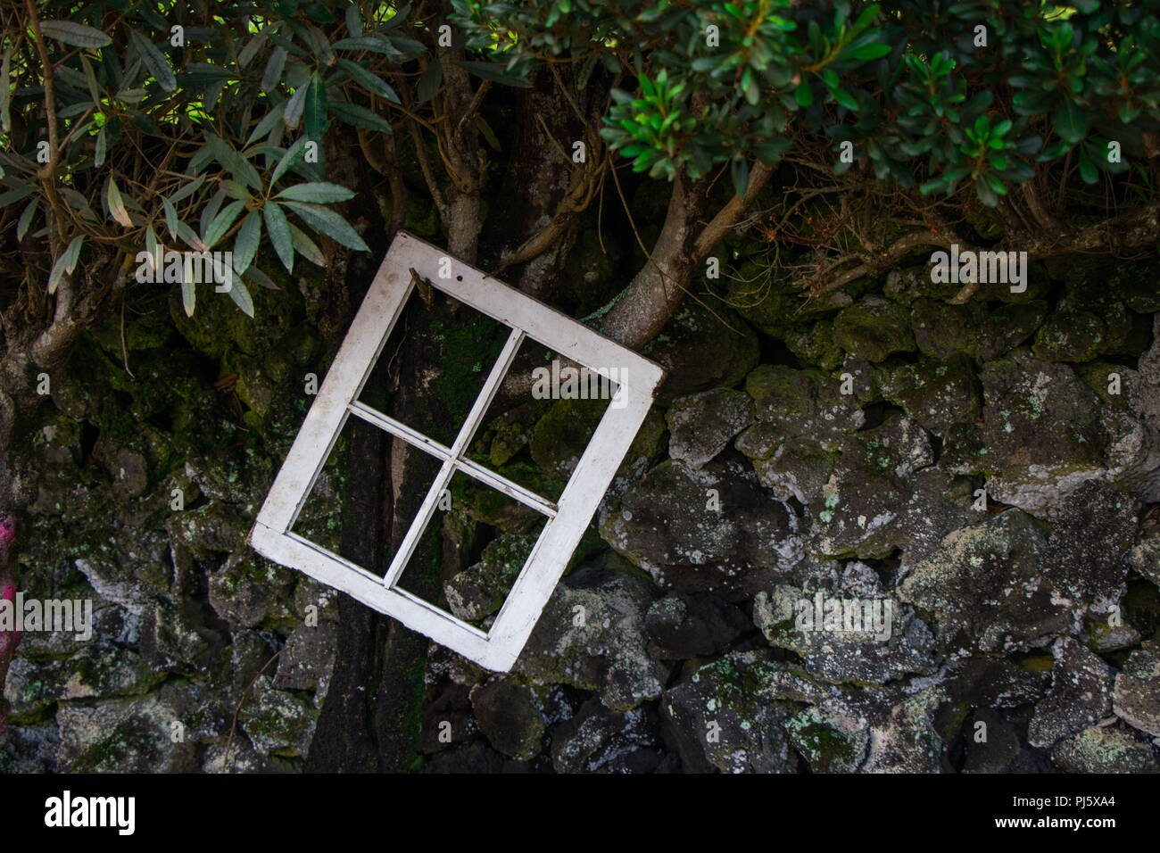 Lonely window hanging on a tree in the field Stock Photo