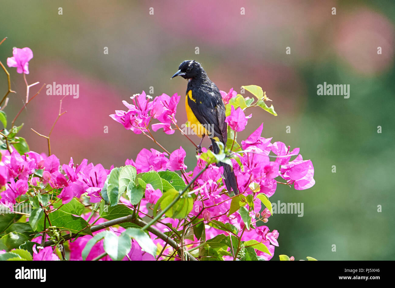 Blackvented Oriole (Icterus wagleri) perched in bouganviillea flowers
