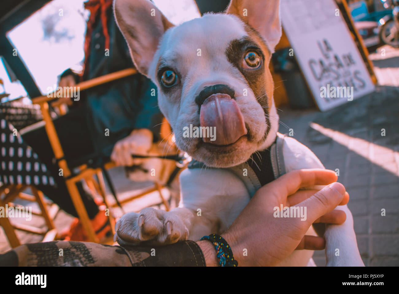 Happy little puppy french bulldog in Barcelona looking so cute ...