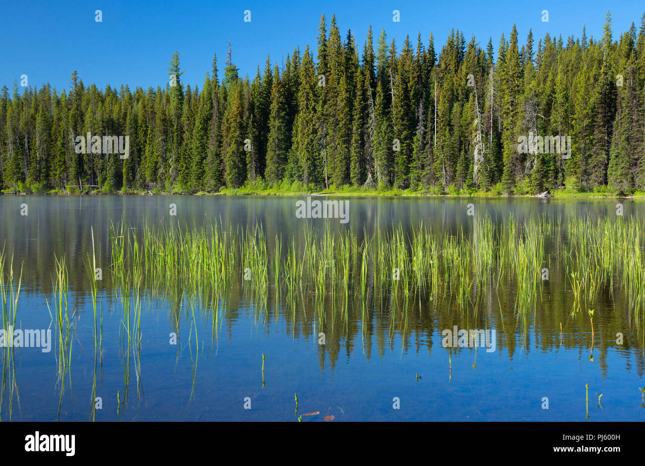 Little Cultus Lake, Deschutes National Forest, Cascade Lakes National Scenic Byway, Oregon Stock
