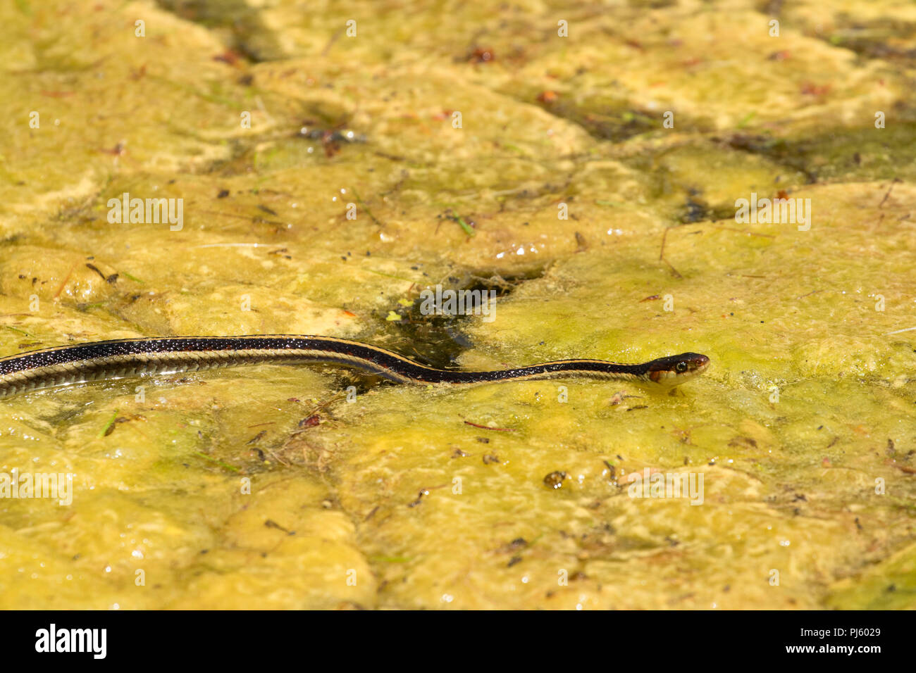 Garter snake on algae at Blue Lagoon on the Deschutes River, Deschutes National Forest, Cascade Lakes National Scenic Byway, Oregon Stock Photo