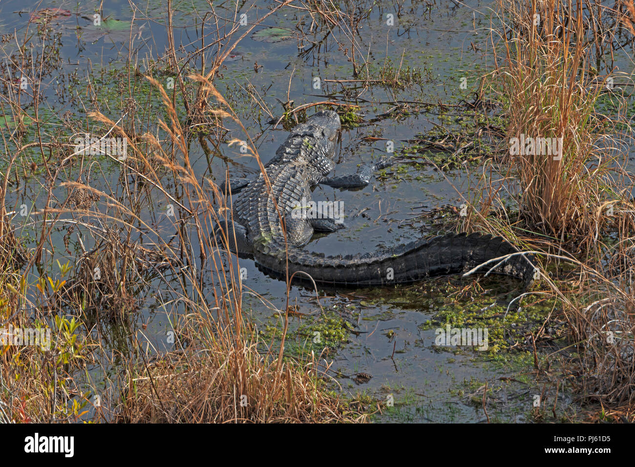 Alligator Basking in Okefenokee Swamp in Geogia Stock Photo