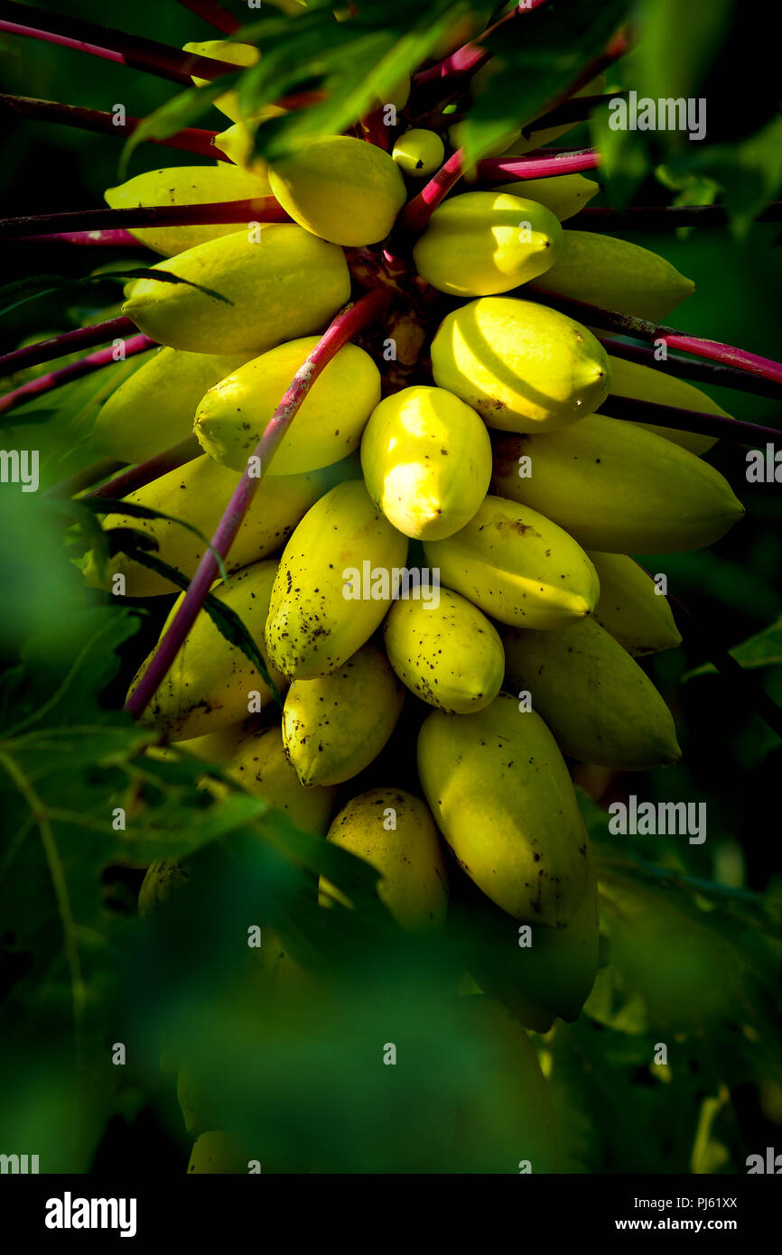 Growing papaya hires stock photography and images Alamy