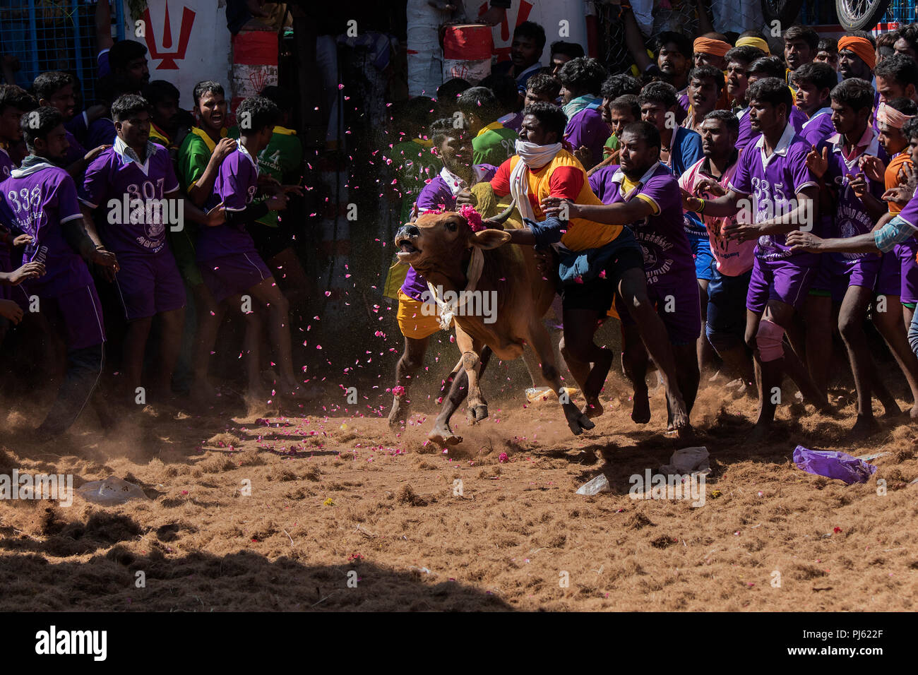The image of Jallikattu (Bull Taming Festival) celebrated across Tamilnadu as part of the cultural celebration in Madurai, India Stock Photo