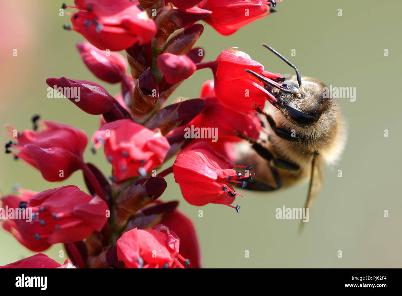 Honey Bee feeding on Persicaria flowers Stock Photo
