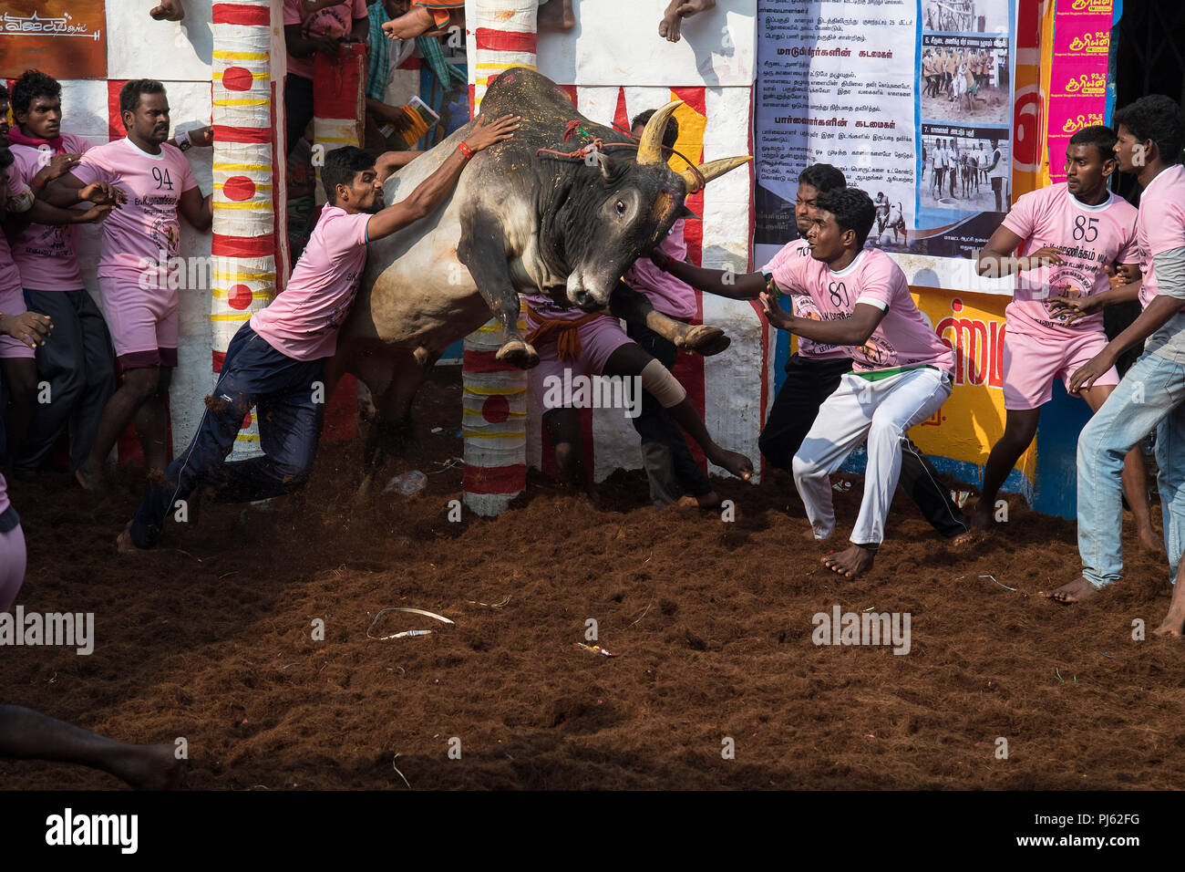 The image of Jallikattu (Bull Taming Festival) celebrated across Tamilnadu as part of the cultural celebration in Madurai, India Stock Photo