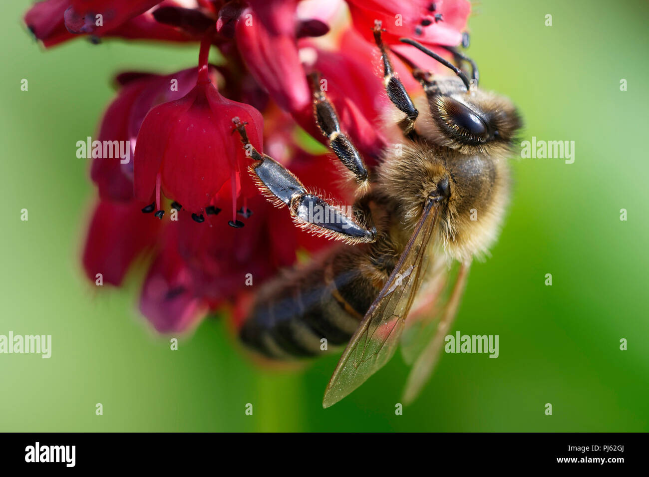 Honey Bee feeding on Persicaria flowers Stock Photo