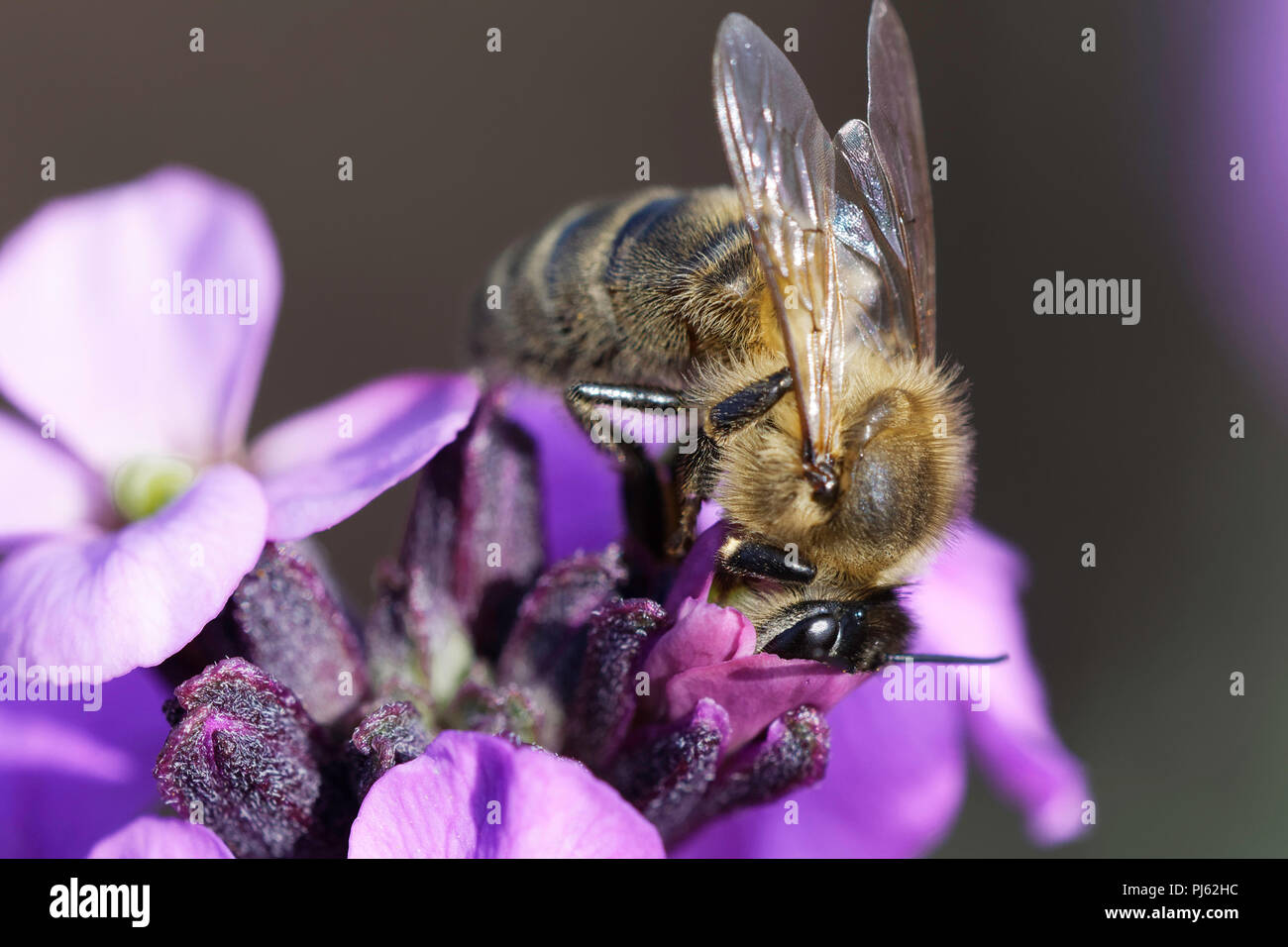 Honey Bee feeding on Erysimum flowers Stock Photo