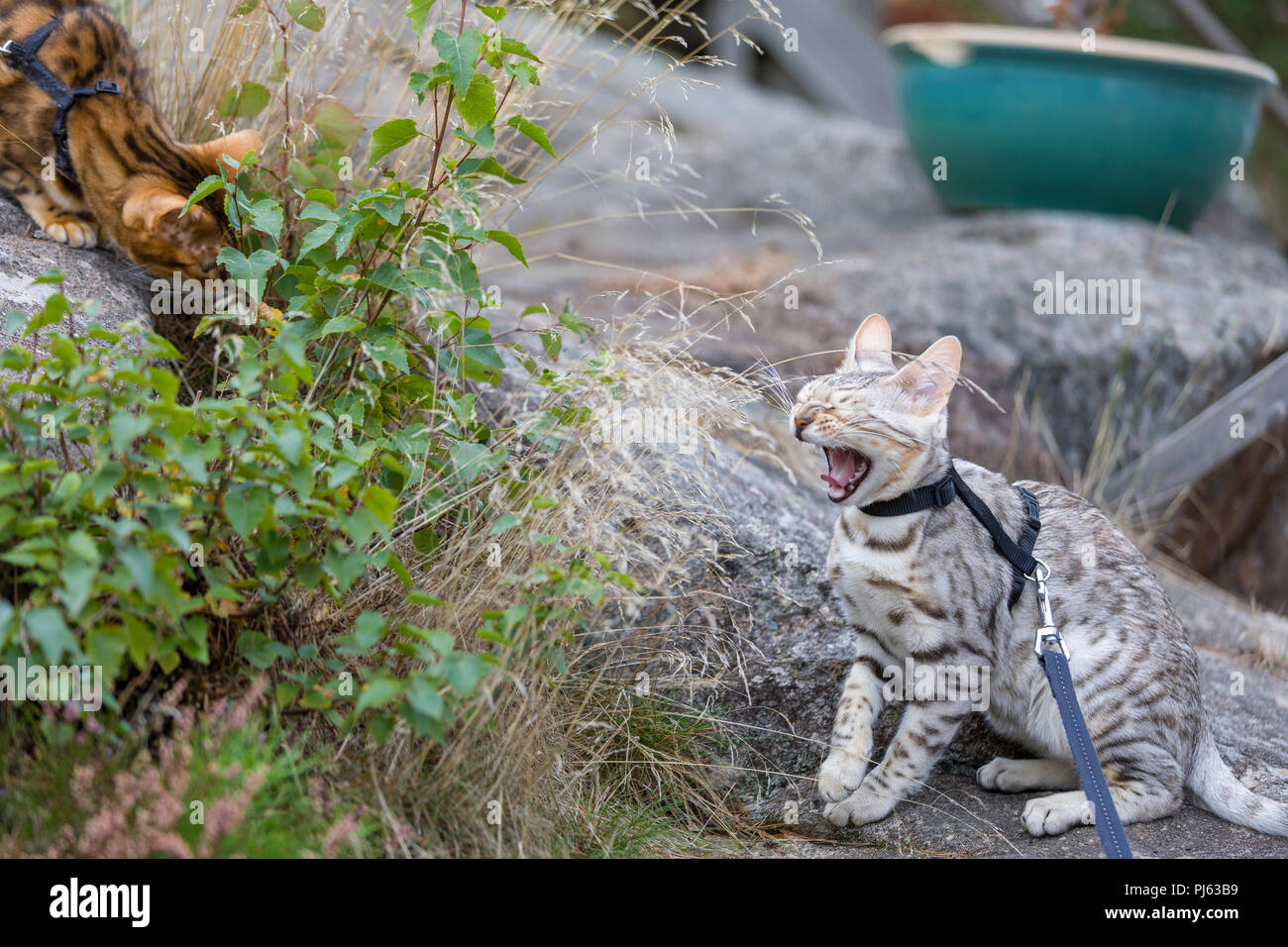 Adult Bengal cat introduction to younger Bengal cat kitten outdoors Stock Photo