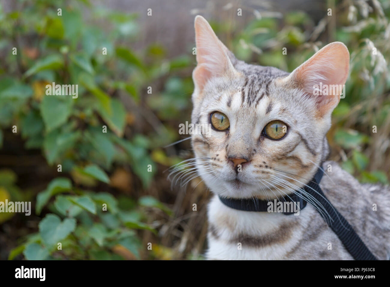 Beautiful male silver Bengal kitten outdoor portrait at about 6 months old Stock Photo