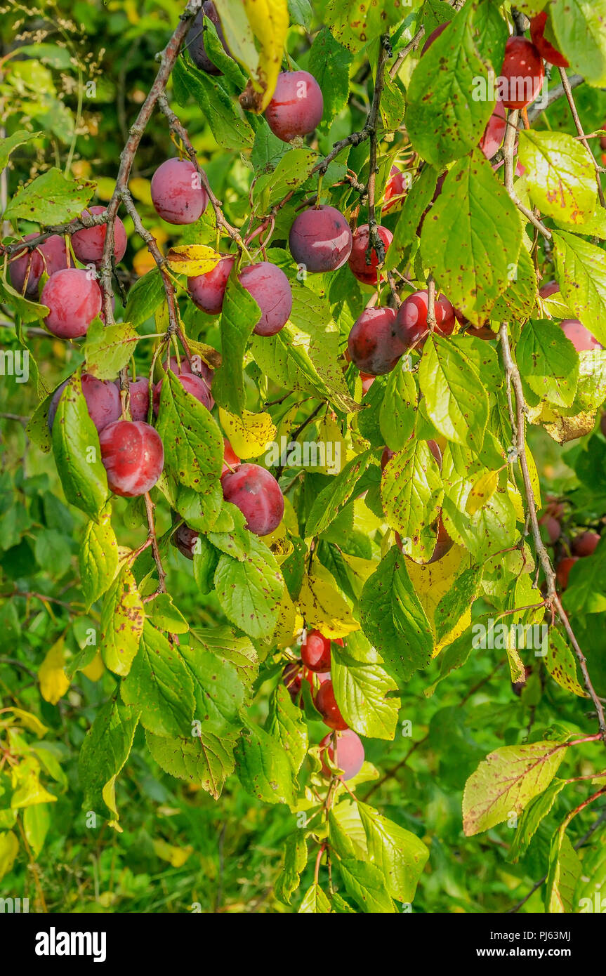 Plum tree ripe plums fruits hi-res stock photography and images - Alamy