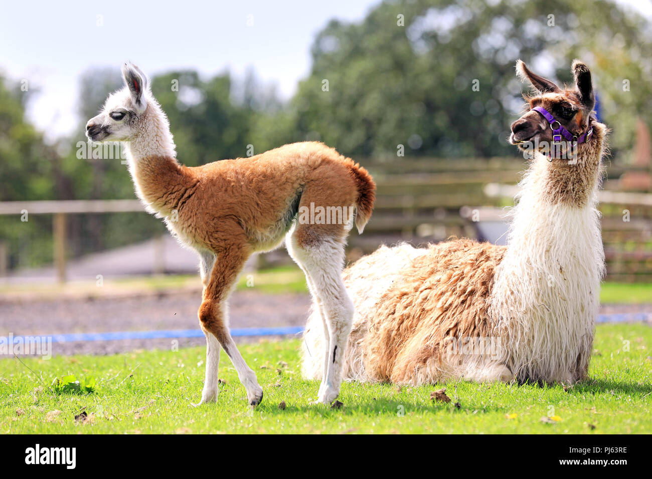 Baby Llama High Resolution Stock Photography And Images Alamy