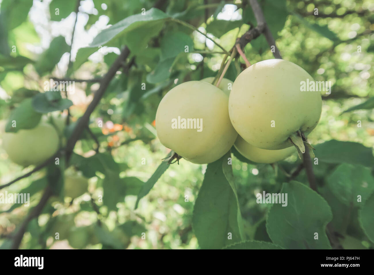 Organic apples hanging from a tree branch in an apple orchard Stock ...