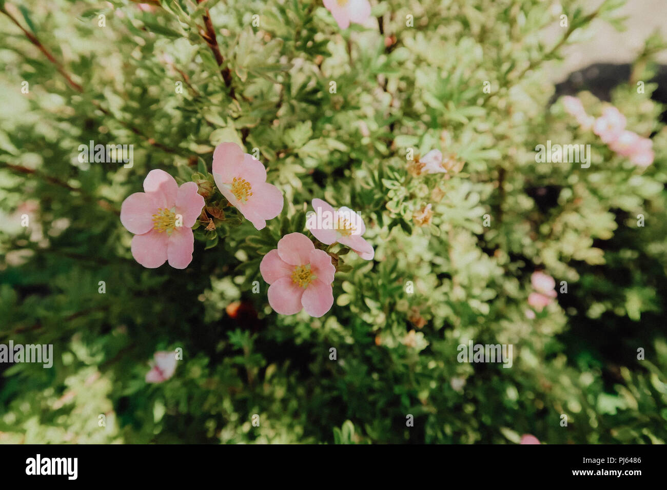 Small pink flowers in garden Stock Photo Alamy