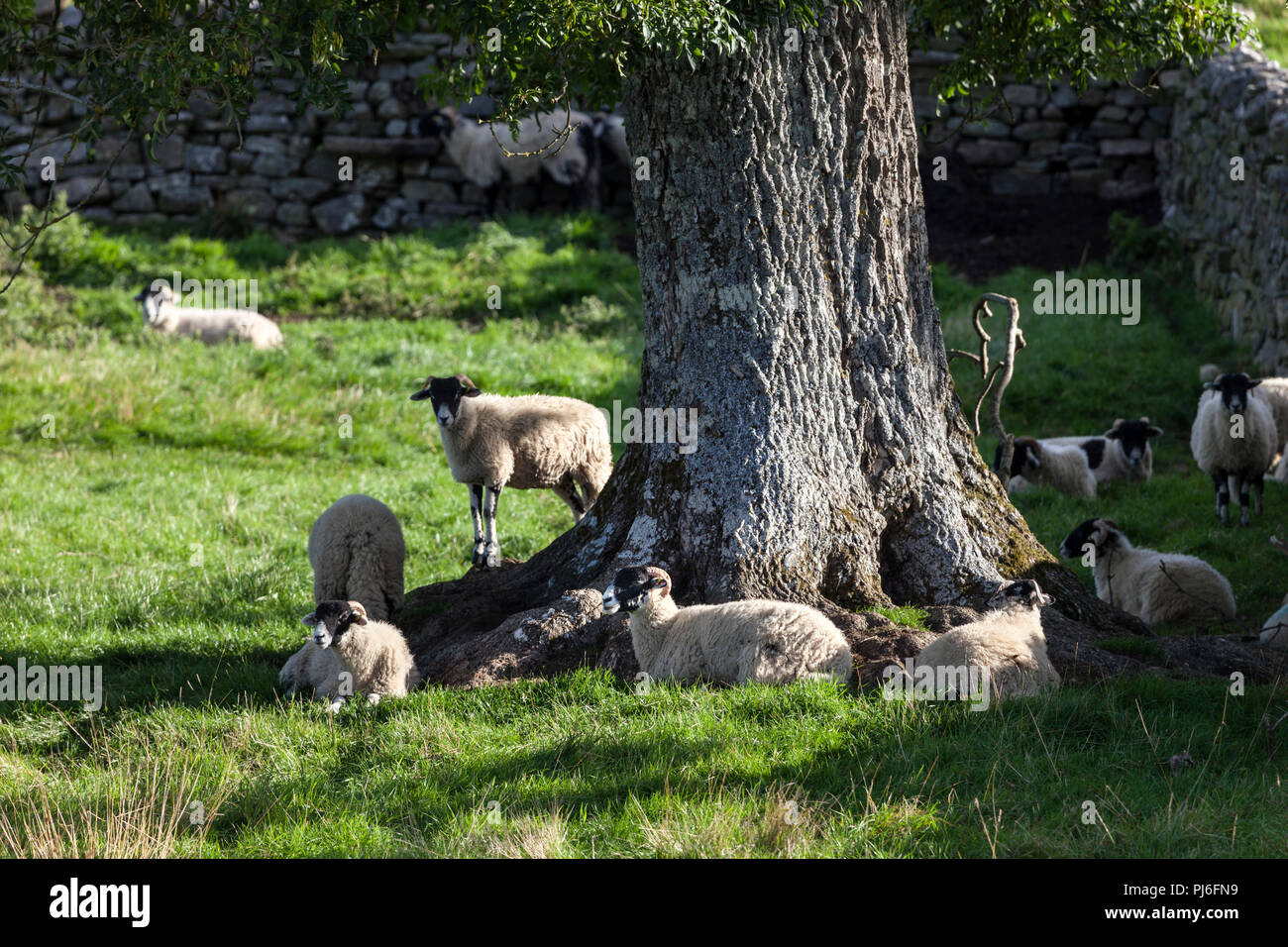 Upper Teesdale, County Durham. Wednesday 5th September 2018. UK Weather.  After a bright but chilly start to the day in Upper Teesdale these sheep soon had to seek out some shade as temperatures rose quickly in the autumnal sunshine. David Forster/Alamy Live News Stock Photo