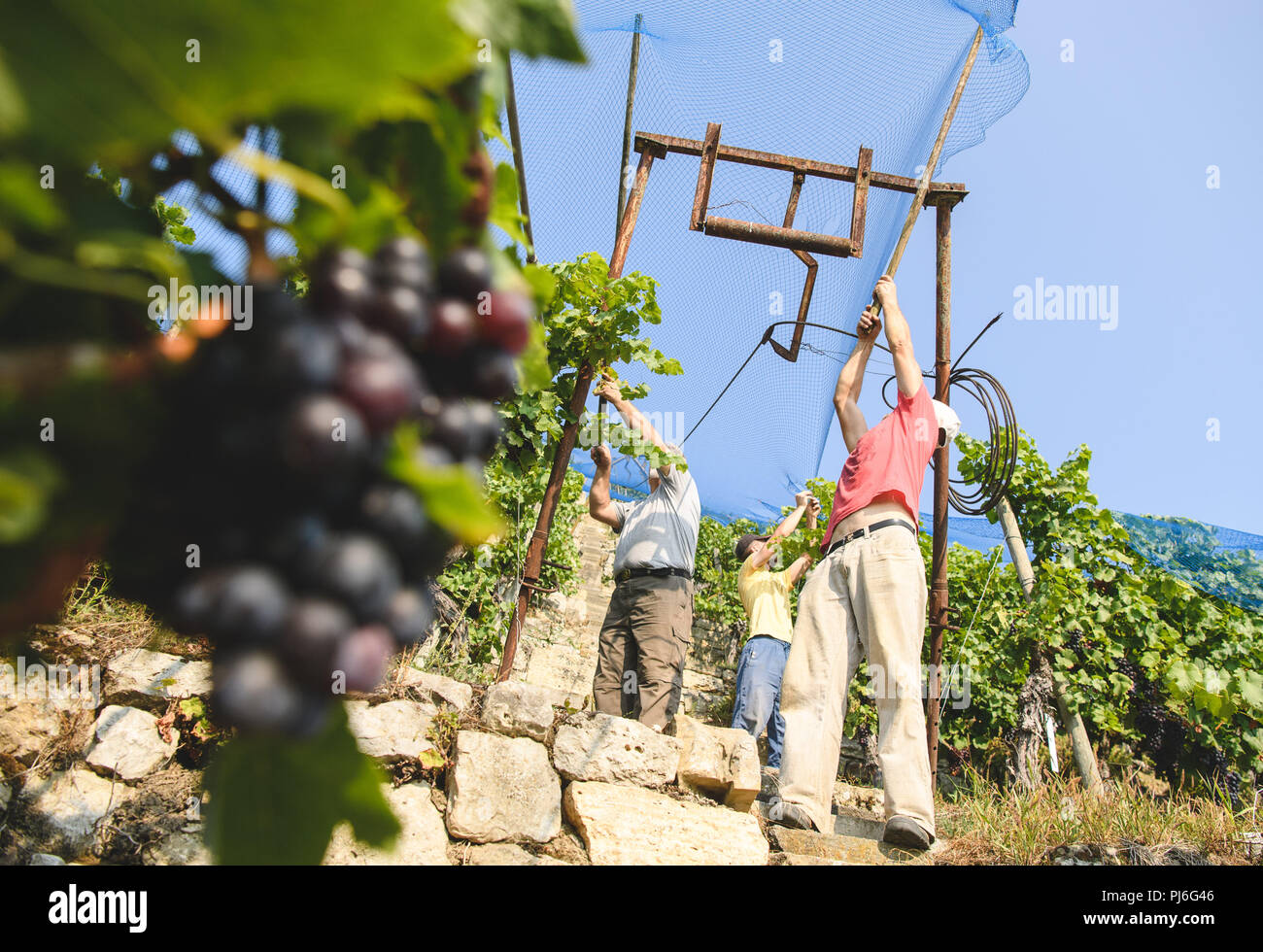 05.09.2018, Baden-Württemberg, Stuttgart: Workers install a net on a vineyard with the wine variety Trollinger to protect birds. Photo: Sebastian Gollnow/dpa Stock Photo