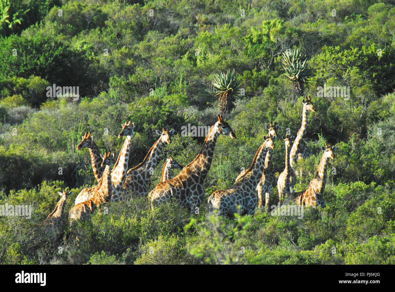 Thick bush hires stock photography and images Alamy
