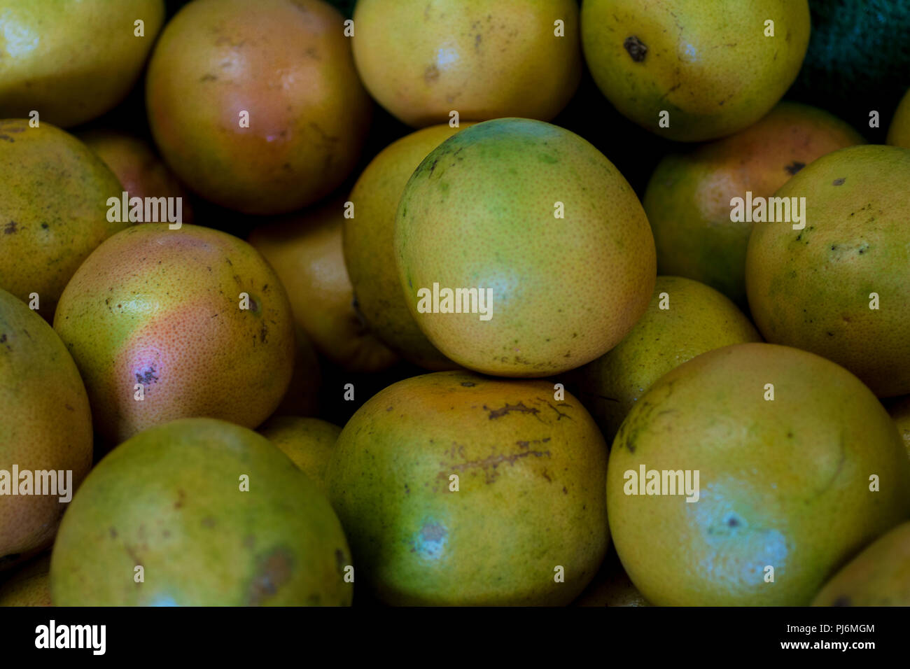 tree picked oranges Stock Photo