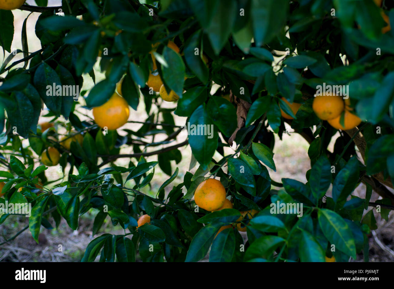 orange trees full of fruit Stock Photo