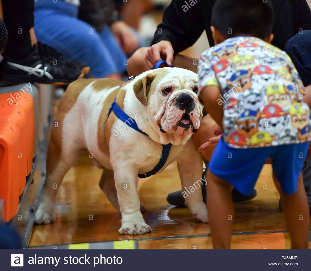 pix Big Fat English Bulldog https www alamy com fat faced english bulldog serving as a high school mascot during an athletic competition image217736217 html