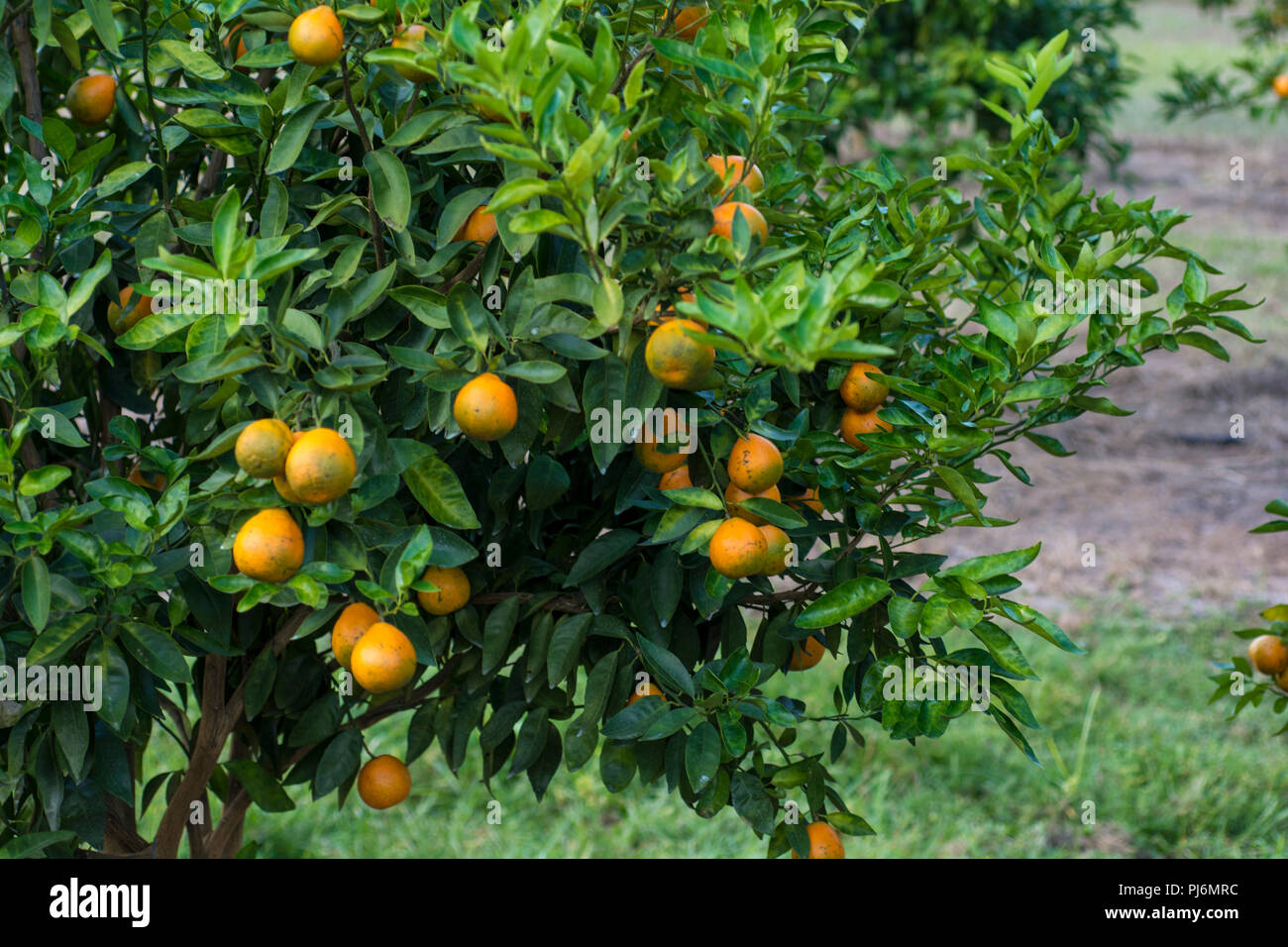 orange trees full of fruit Stock Photo
