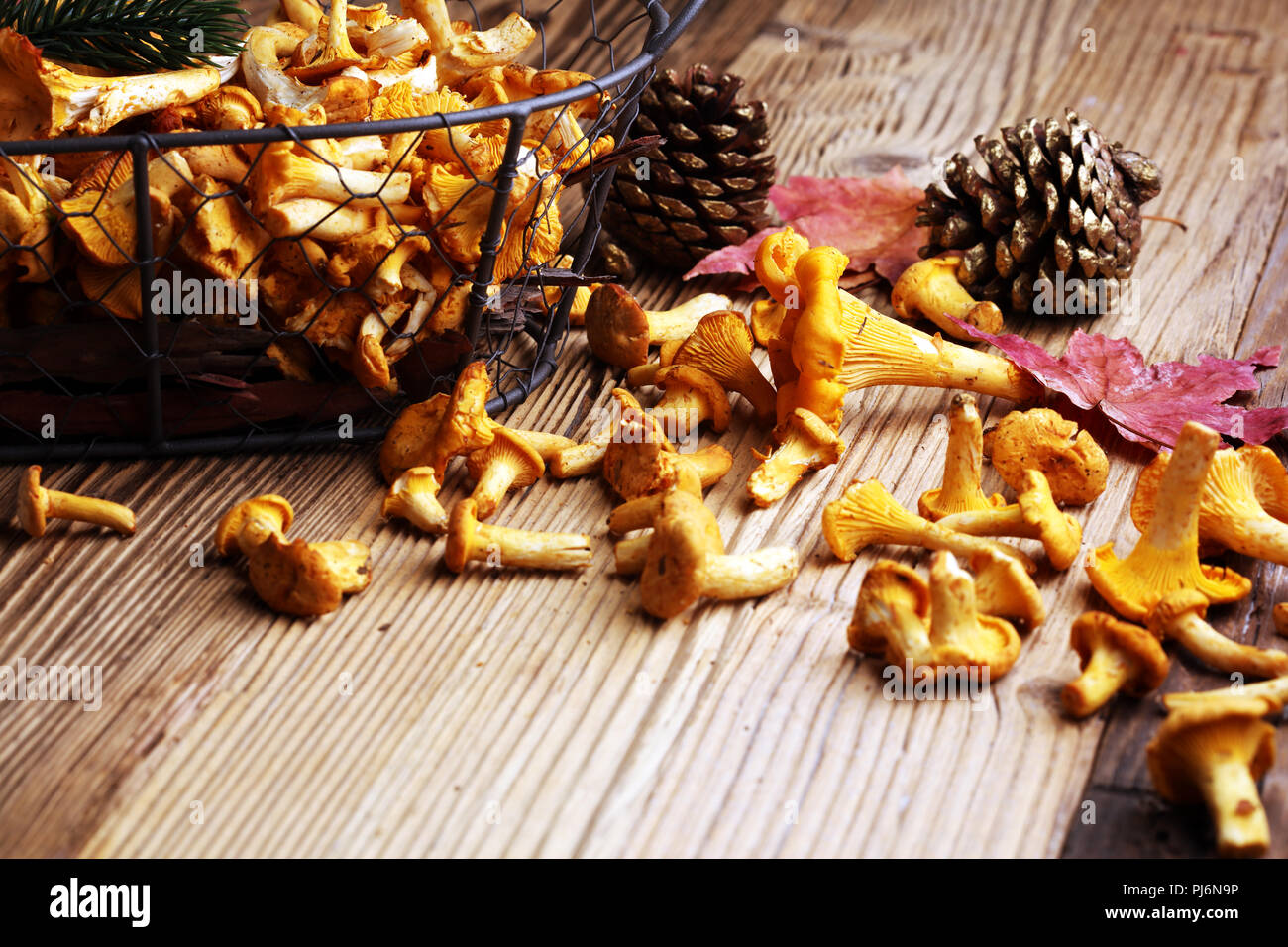 Raw wild chanterelle mushrooms. Composition with wild mushrooms Stock
