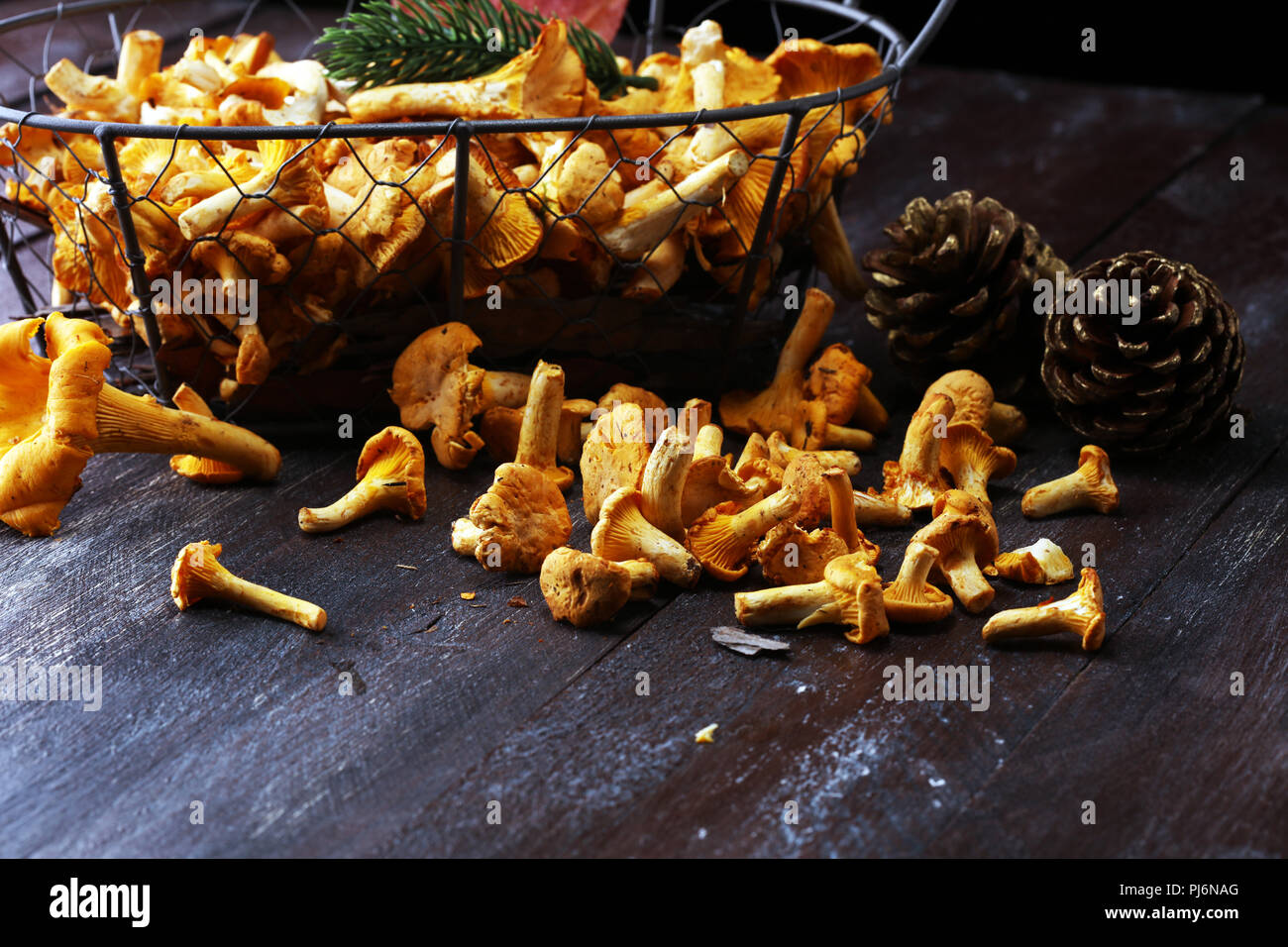 Raw wild chanterelle mushrooms. Composition with wild mushrooms Stock