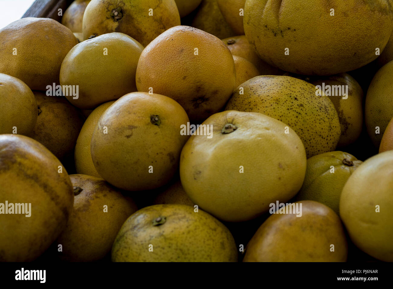pile of grapefruit Stock Photo