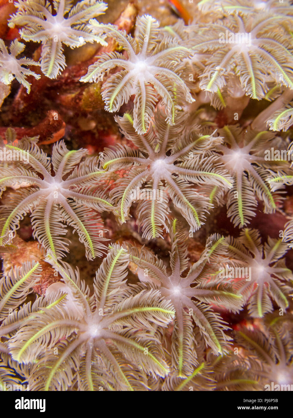 Clavularia sp., glove polyps, star polyps,  Mabul, Sabah, Malaysia Stock Photo