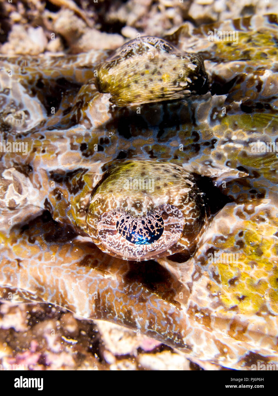 detail, Crocodile flathead, Cociella crocodilus, Mabul, Sabah, Malaysia Stock Photo