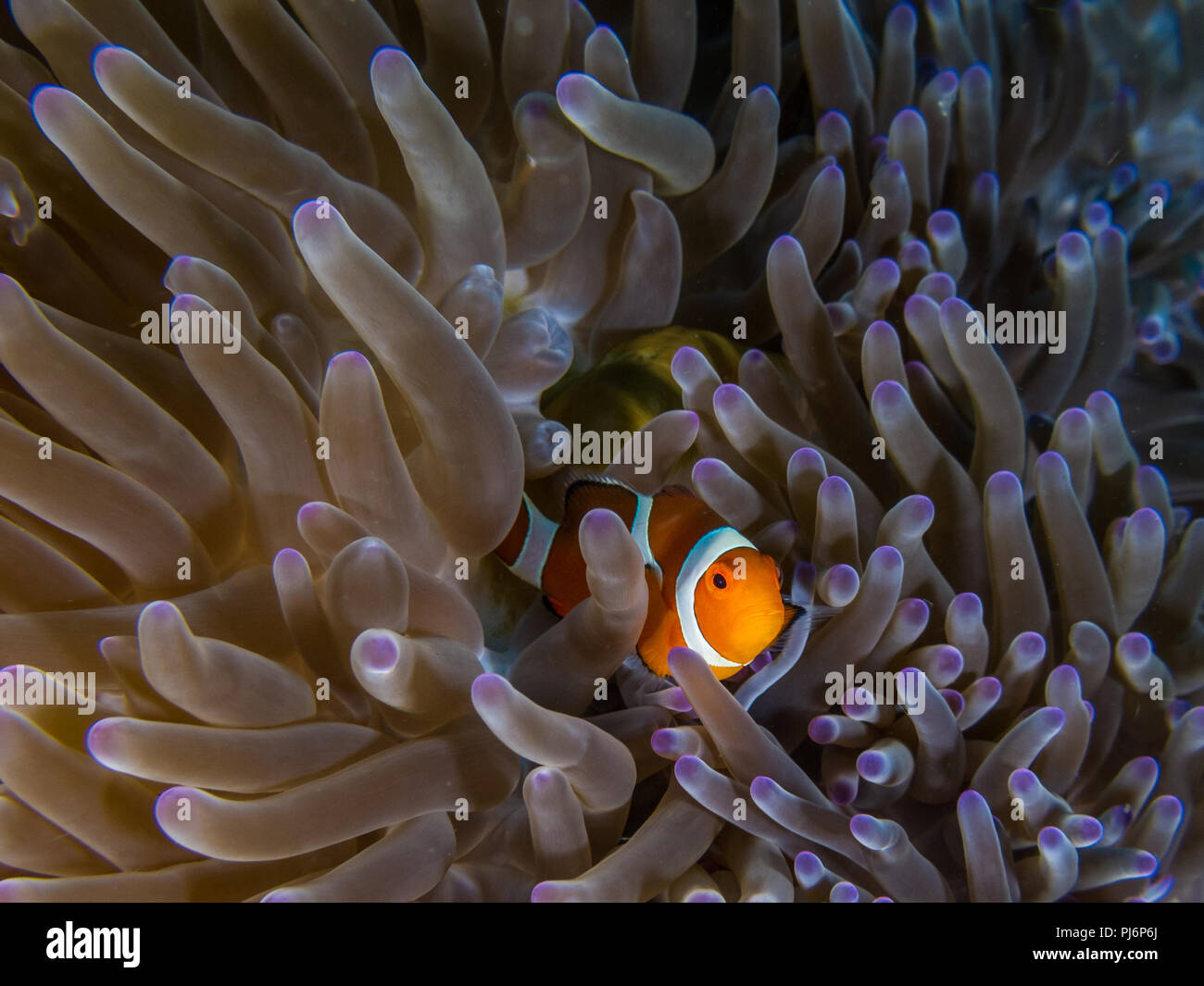 Clown anemonefish, Amphiprion ocellaris, Mabul, Sabah, Malaysia Stock Photo