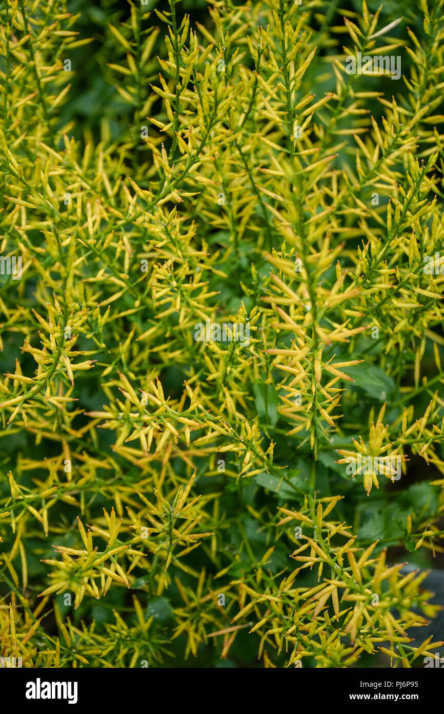 Mustard herb also known as rocketcress, winter rocket or wound rocket of the genus barbarea Stock Photo