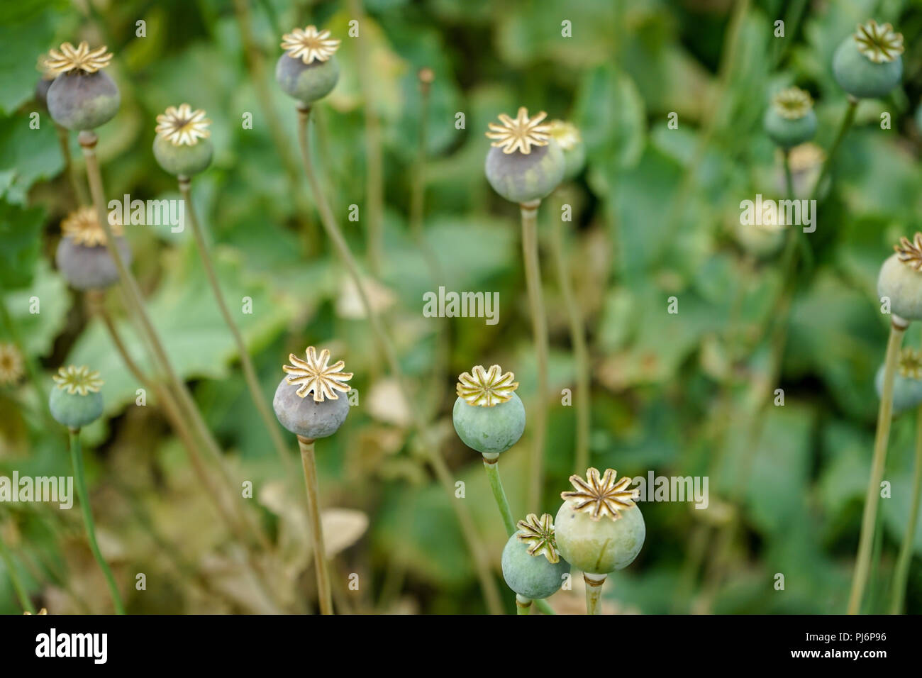 close up view of balsam herb in garden with bokeh Stock Photo