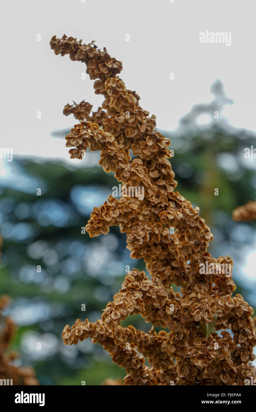 herbaceous perennial plant of the genus rumex from the polygonaceae family Stock Photo