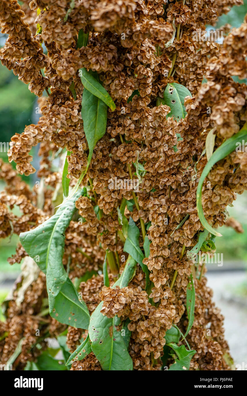 herbaceous perennial plant of the genus rumex from the polygonaceae family Stock Photo