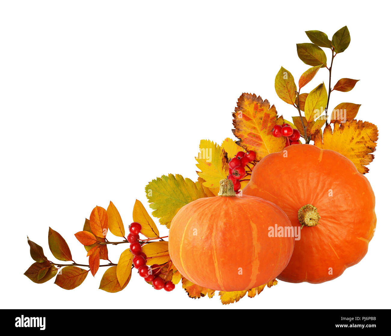 Two orange pumpkins, hawthorn berries and autumn leaves in corner ...
