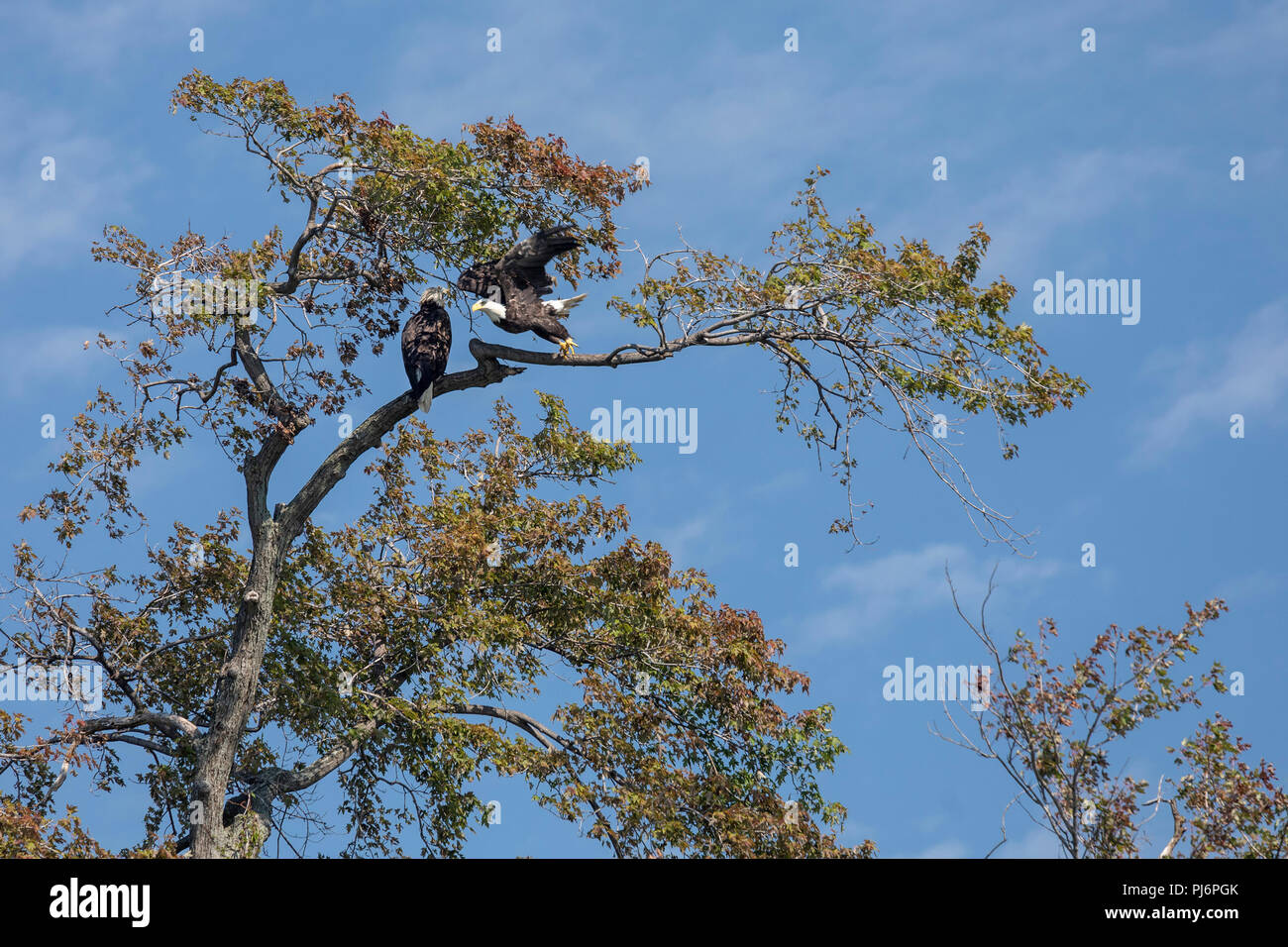 Detroit, Michigan - Bald eagles on Belle Isle, a state park in the Detroit River. Stock Photo