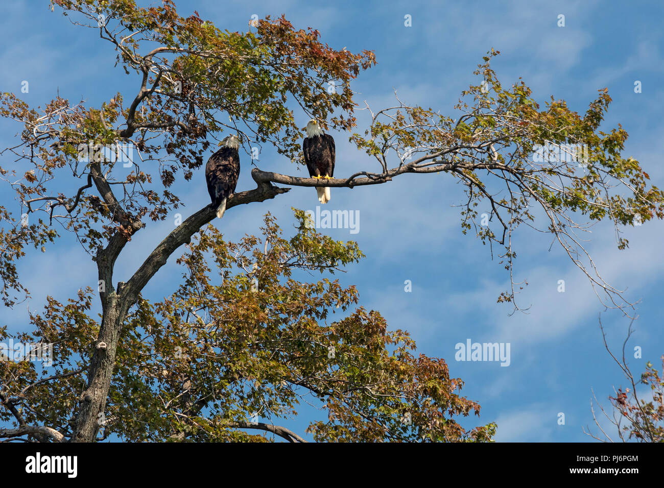 Detroit, Michigan - Bald eagles on Belle Isle, a state park in the Detroit River. Stock Photo