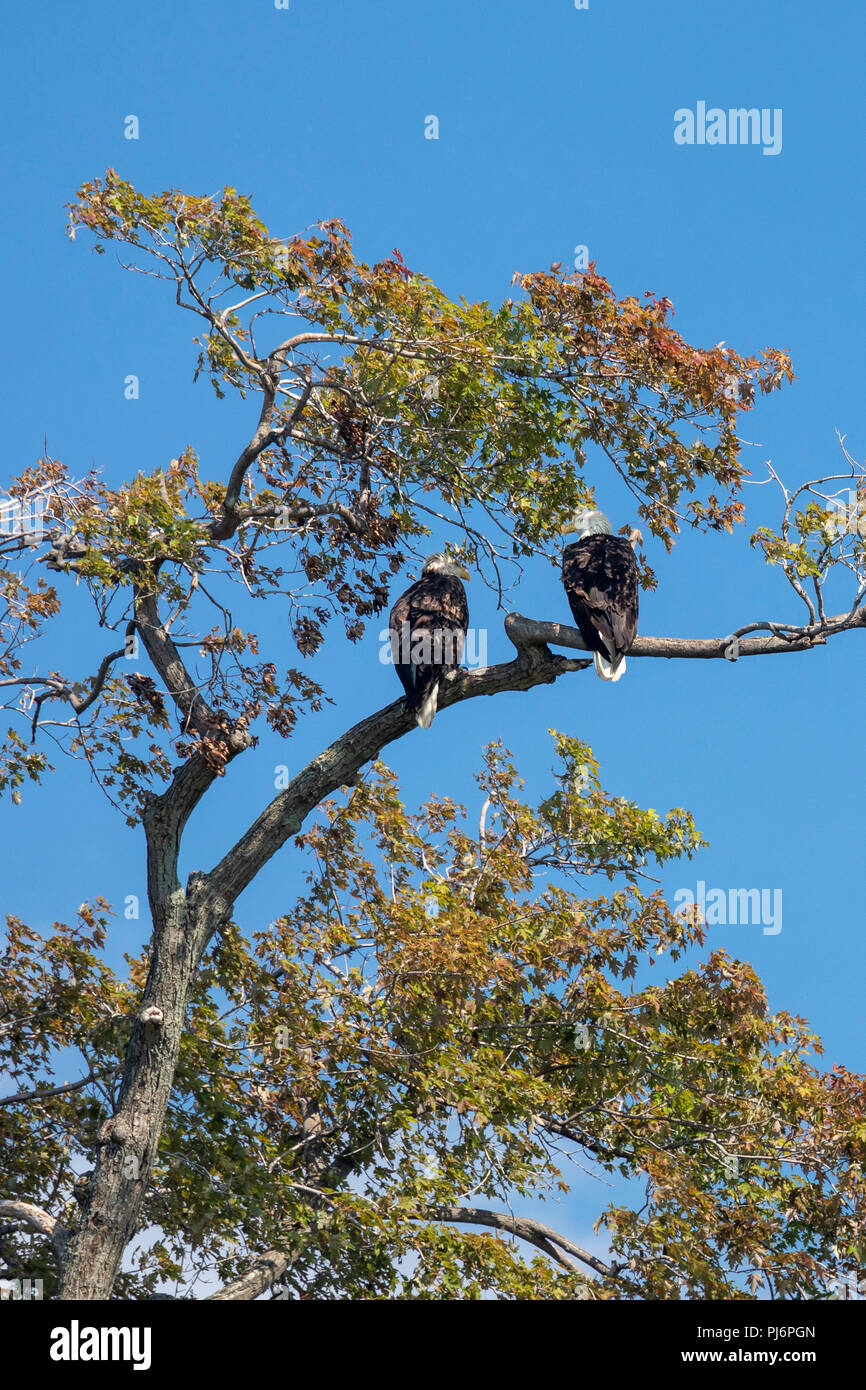 Detroit, Michigan - Bald eagles on Belle Isle, a state park in the Detroit River. Stock Photo