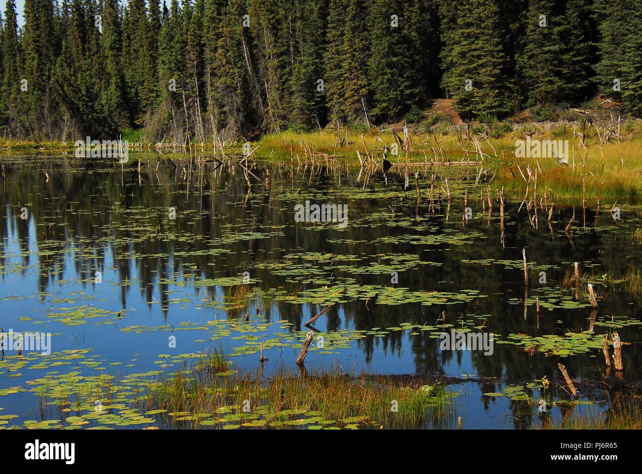 The natural beauty of wilderness reflections in a lily pond in the borough of Wrangell, Alaska. Stock Photo