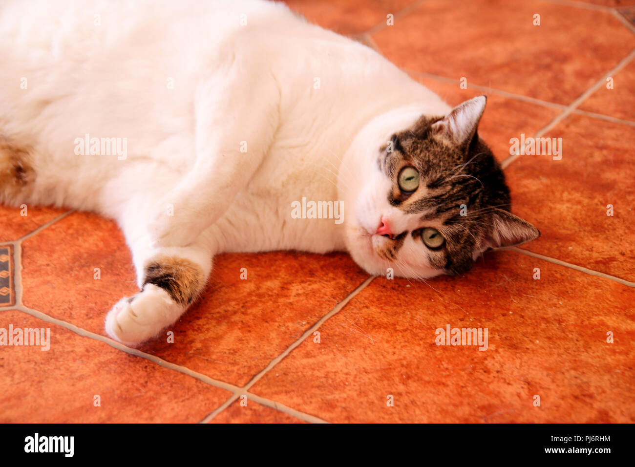 House cat. Cute little house cat relaxes and enjoying the comfort of