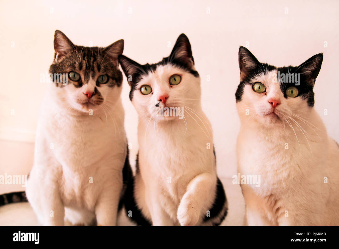 Sweet cute three house cats posing for the camera, close up. Pet animals. Domestic animals. Stock Photo
