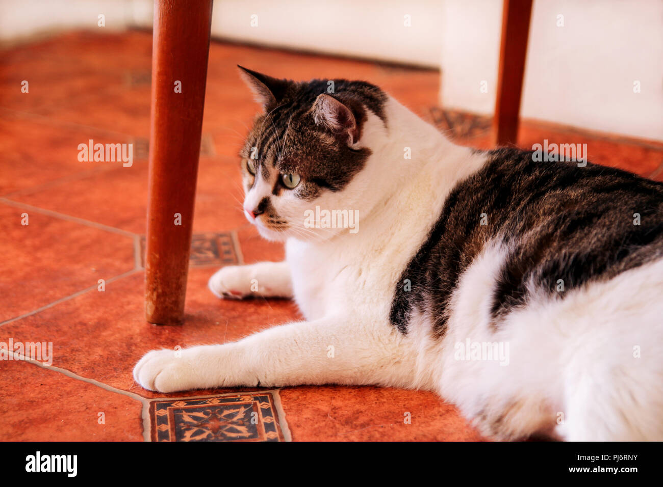 House cat. Cute little house cat relaxes and enjoying the comfort of