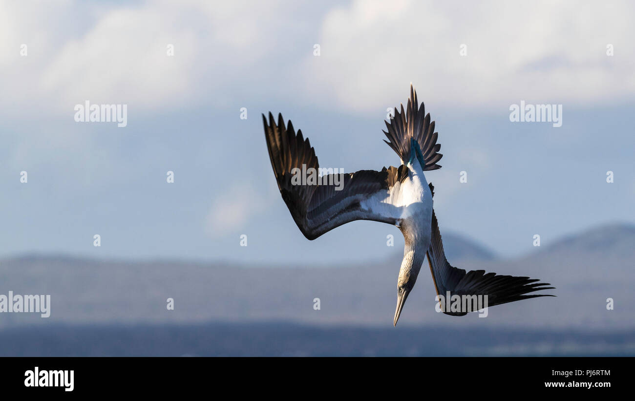 Adult blue-footed booby, Sula nebouxii, plunge diving for Rabida Island, Galapagos, Ecuador. Stock Photo