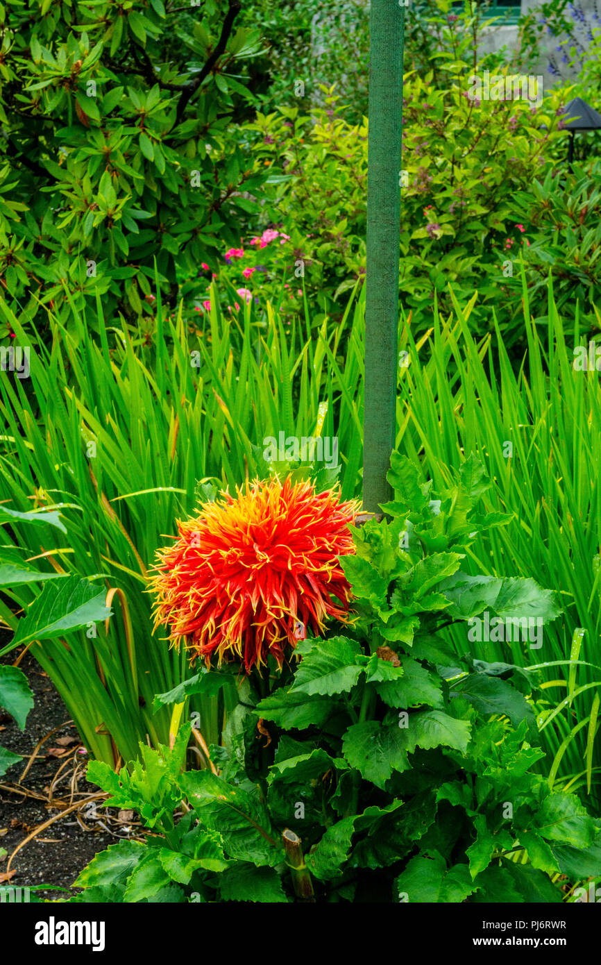 Dahlias in the Dahlia Garden at Butchart Gardens in Victoria British