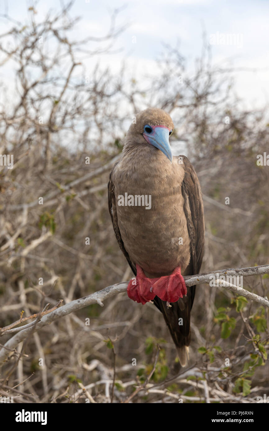 Adult red-footed booby, Sula sula, on Genovesa Island, Galápagos, Ecuador. Stock Photo