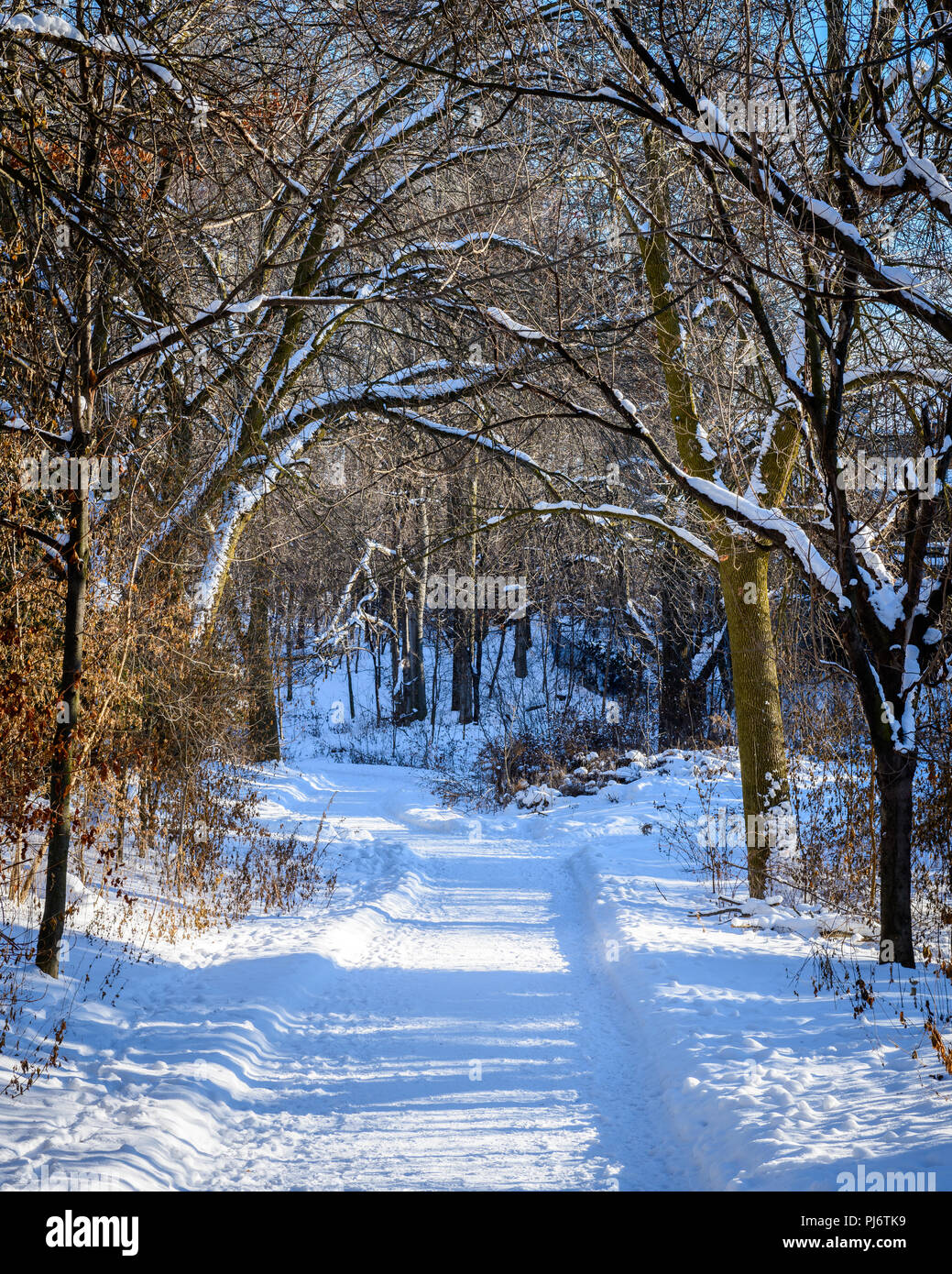 Snowy Path Winding Through A Forest In The Winter Stock Photo