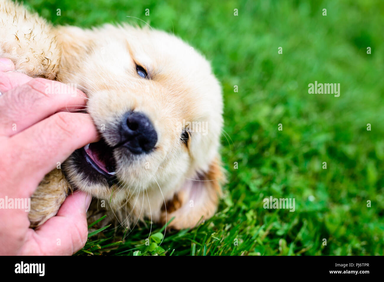 Falmouth Maine Eight Week Old Golden Retriever Puppies At Poeticgold Farm In Falmouth Maine On June 7 2018 Credit Benjamin Ginsberg Stock Photo Alamy