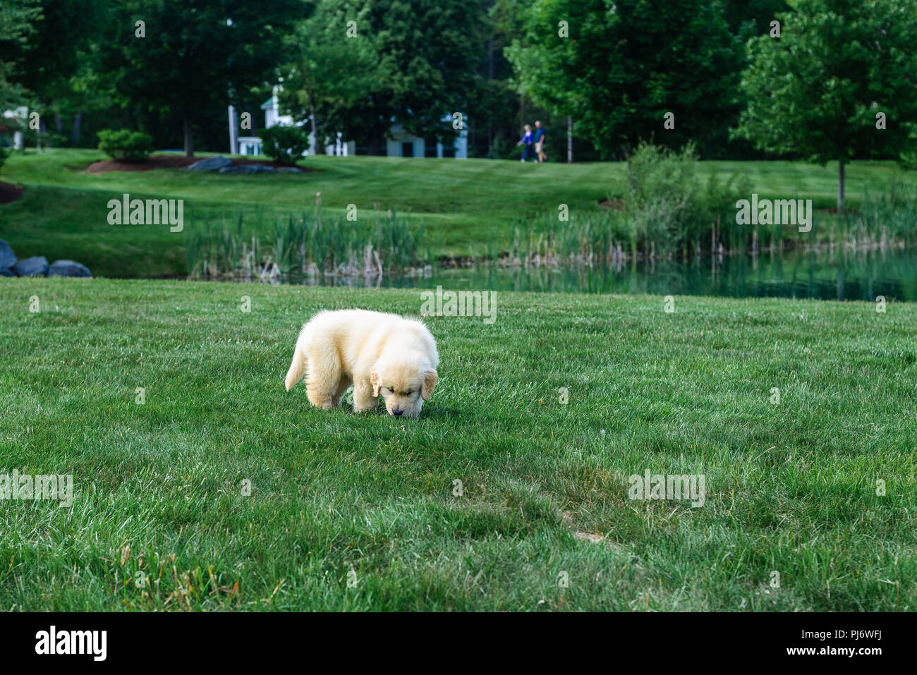 Manchester, VT. Eight week old golden retriever puppy playing in grass ...